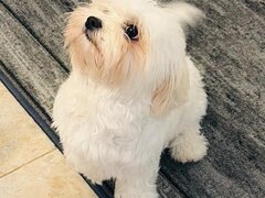 Fetita iubitoare si dragalasa Bichon