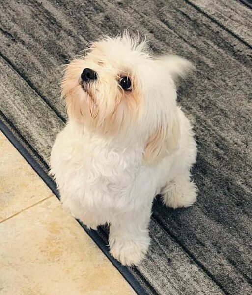 Fetita iubitoare si dragalasa Bichon.